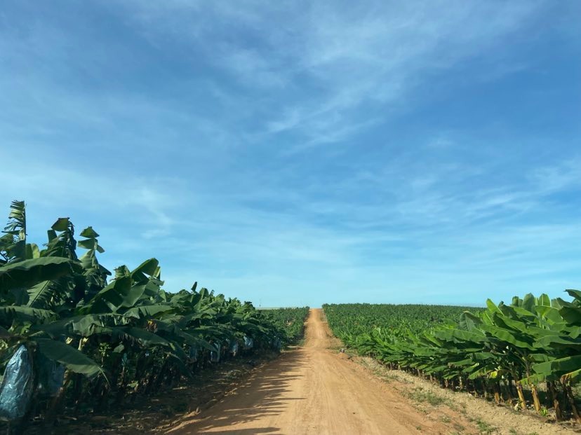 N&ocirc;ng trại chuối của HAGL tại L&agrave;o.