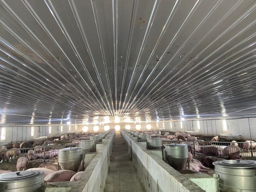 Khu chăn nu&ocirc;i của HAGL tại tỉnh Gia Lai.