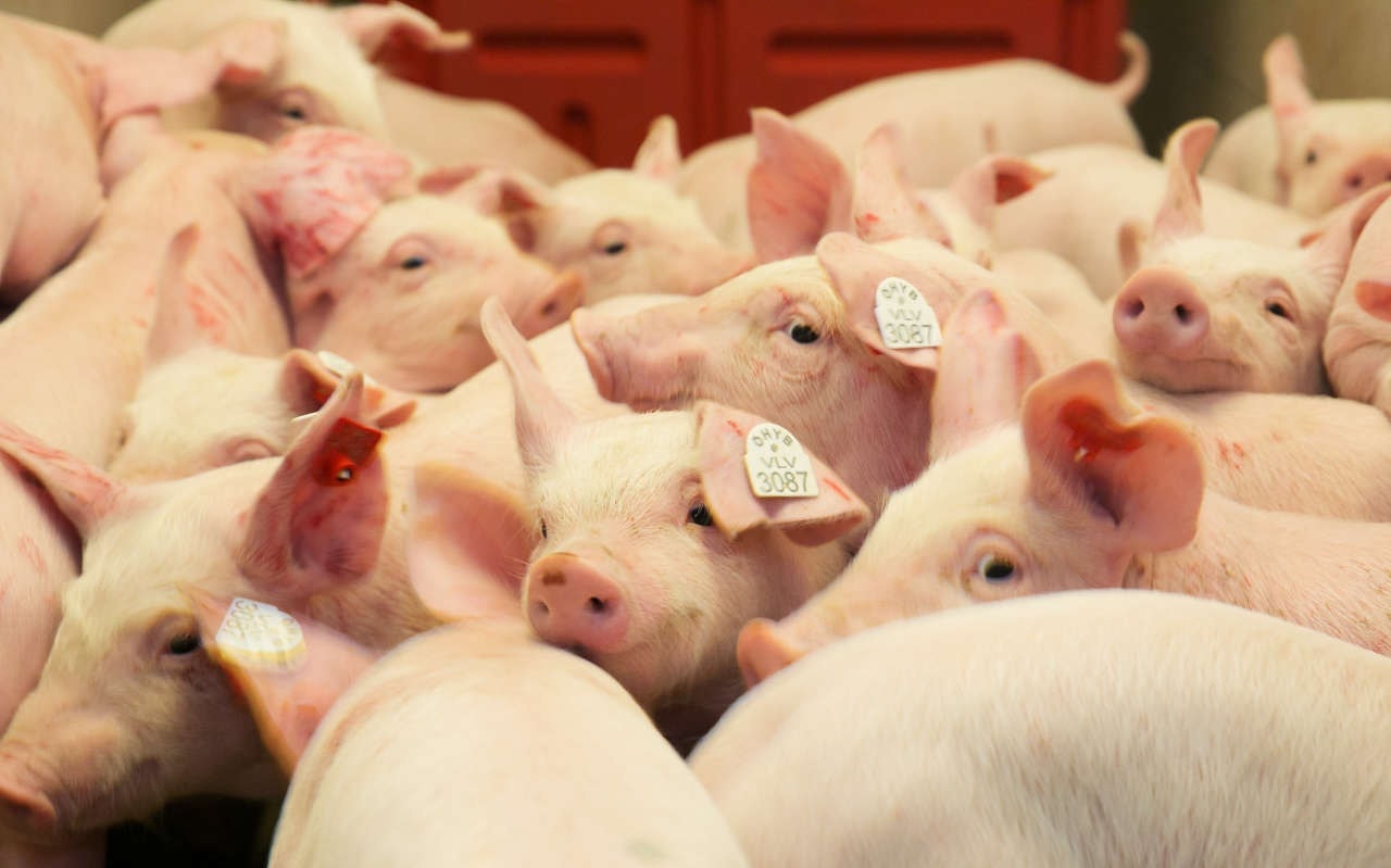 Giá heo hơi hôm nay 5/1/2026: Miền Bắc mở đầu tuần ở đỉnh 69.000 đồng/kg, miền Trung đứng thứ 2 - Ảnh 1