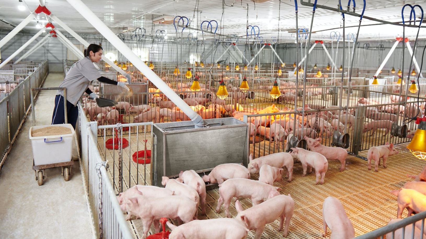 CTCP Ph&aacute;t triển N&ocirc;ng nghiệp H&ograve;a Ph&aacute;t (HPA) nhiều khả năng sẽ ch&agrave;o s&agrave;n HoSE ngay trong th&aacute;ng 1/2026.