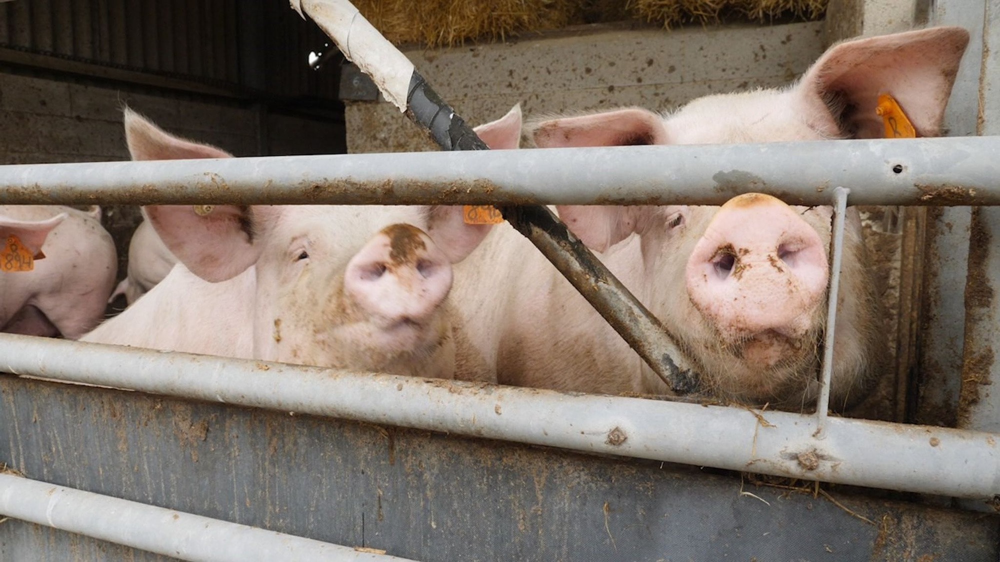 Giá heo hơi hôm nay 13/1/2026: 3 miền tăng mạnh, miền Bắc nâng giá lên đỉnh 75.000 đồng/kg - Ảnh 1