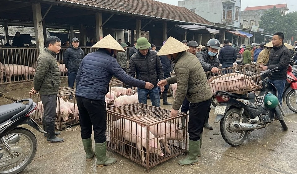 Gi&aacute; heo hơi h&ocirc;m nay 21/1 tăng mạnh tr&ecirc;n cả ba miền, miền Bắc dẫn đầu với mức 77.000 đồng/kg - Ảnh minh họa