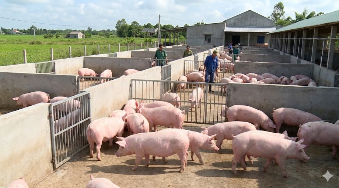 Giá heo hơi hôm nay 3/2/2026: Nguồn cung căng, giá chưa hạ - Ảnh 1