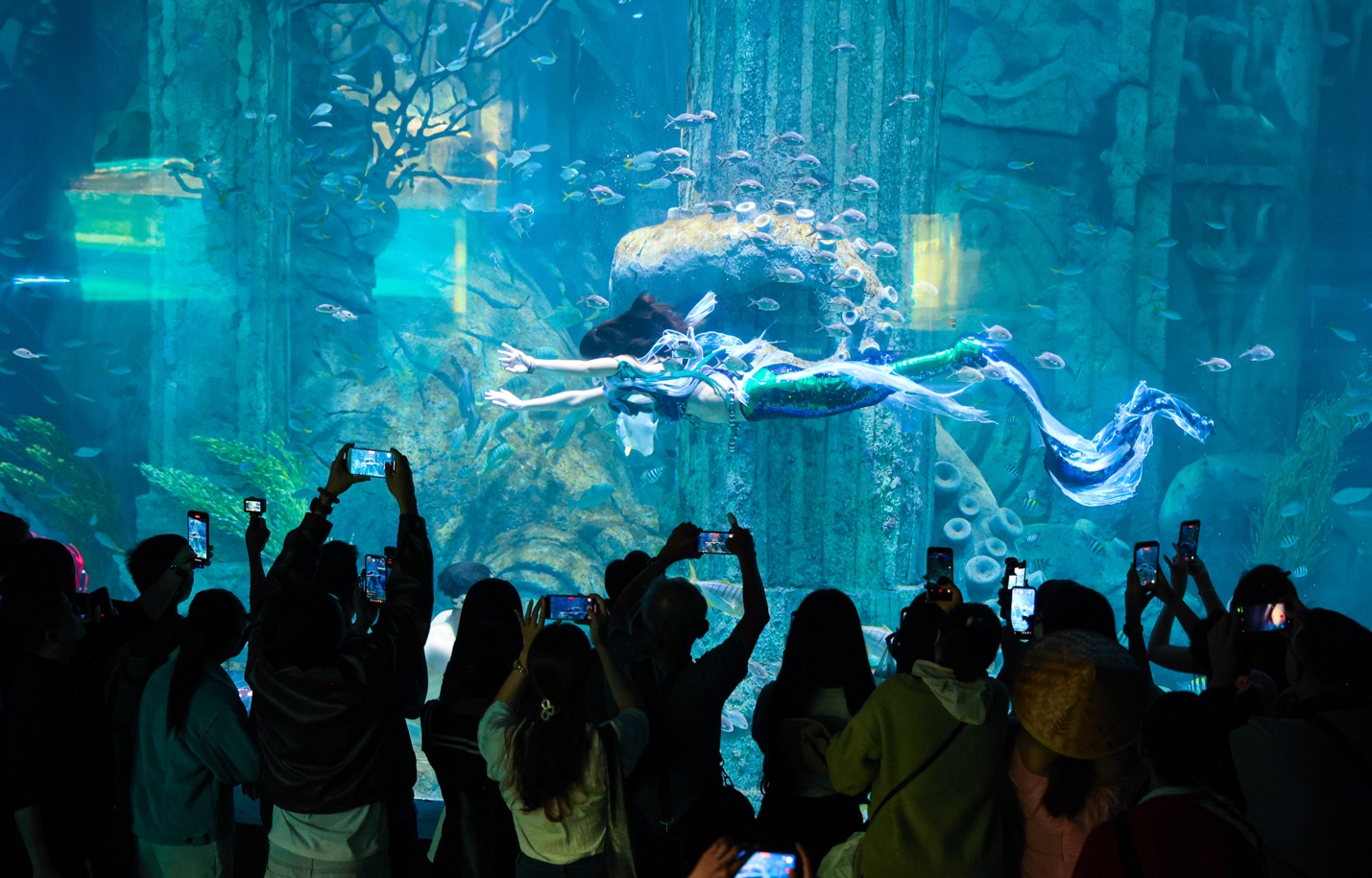 Chương tr&igrave;nh biểu diễn Ti&ecirc;n c&aacute; được đưa v&agrave;o hoạt động trở lại tại khu Thủy cung