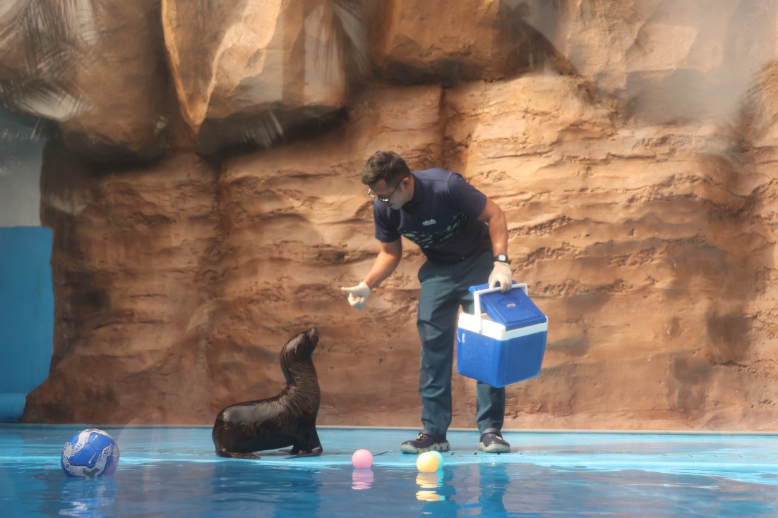 Hải Cẩu thu h&uacute;t sự quan t&acirc;m của du kh&aacute;ch khi tham quan Thủy cung
