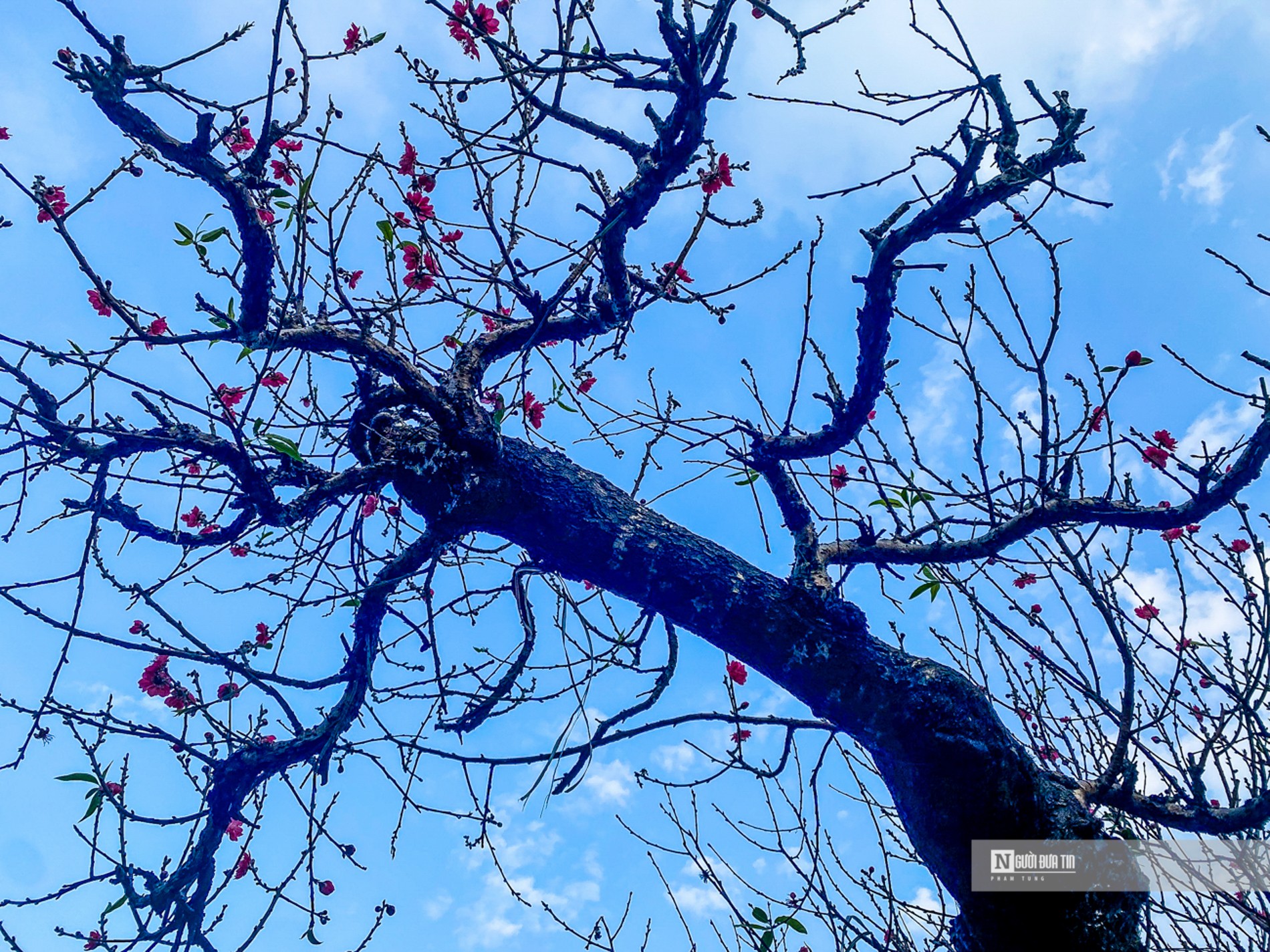 Nhiều kh&aacute;ch h&agrave;ng s&agrave;nh chơi c&ograve;n khẳng định đ&acirc;y l&agrave; "c&acirc;y đ&agrave;o" đẳng cấp nhất l&agrave;ng Nhật T&acirc;n.