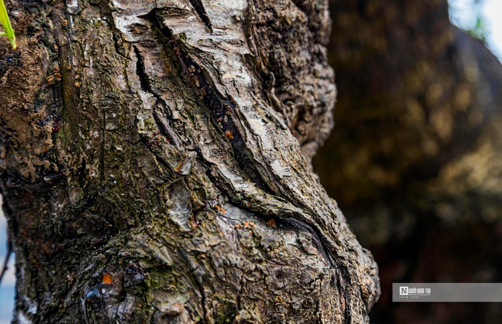 &ldquo;Nh&igrave;n c&acirc;y đ&agrave;o đ&atilde; c&oacute; thể đo&aacute;n được tuổi đời cũng như sức sống m&atilde;nh liệt, hiếm c&oacute; của n&oacute;", &ocirc;ng Nguyễn Qu&acirc;n, một kh&aacute;ch h&agrave;ng b&agrave;y tỏ ấn tượng.