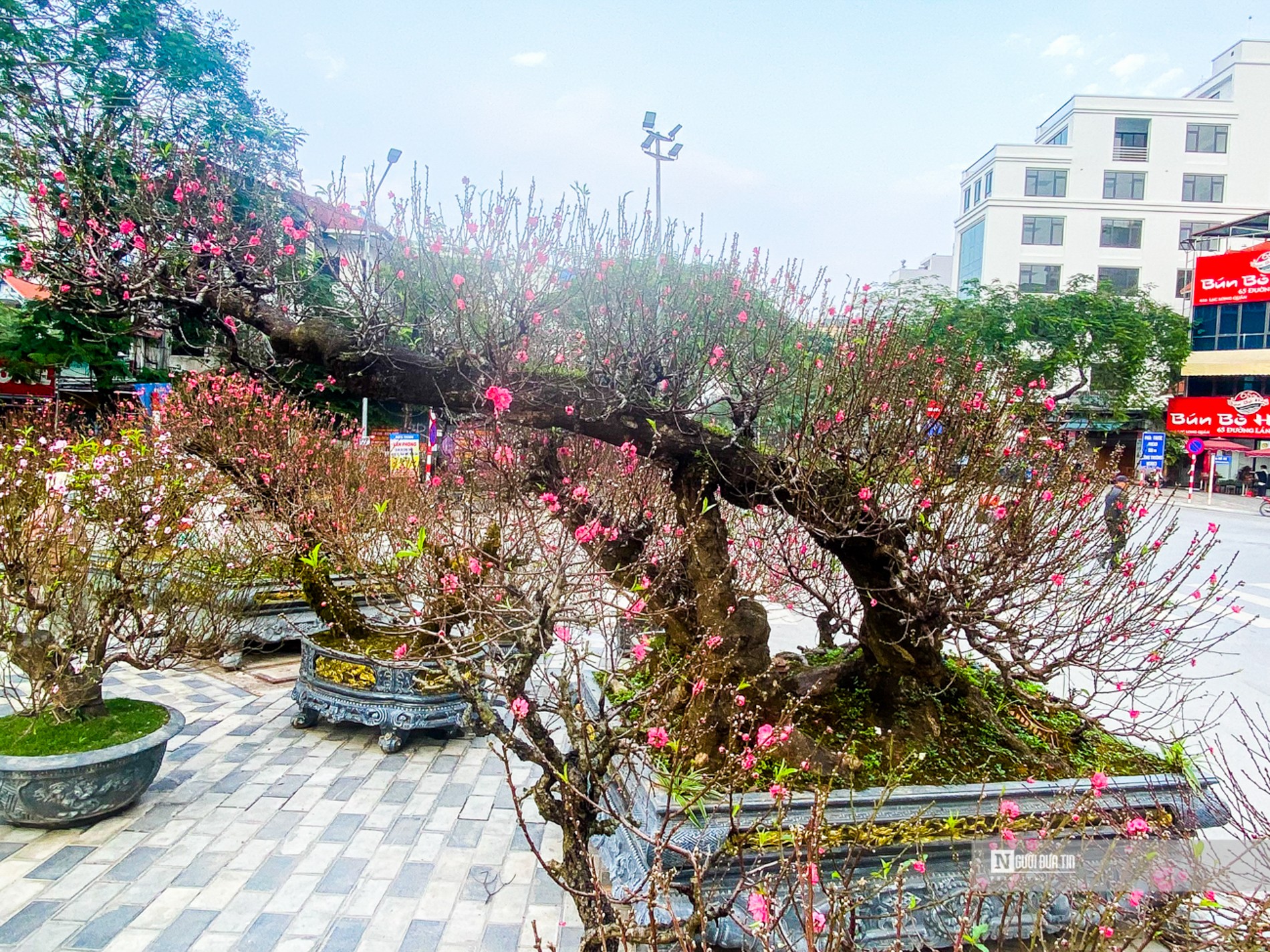 D&ugrave; kh&ocirc;ng nhớ r&otilde; trọng lượng cụ thể của chậu đ&agrave;o nhưng chị Lan Anh cho biết để vận chuyển đi trưng b&agrave;y, chị phải sử dụng một xe cẩu c&oacute; tải trọng 8,5 tấn.