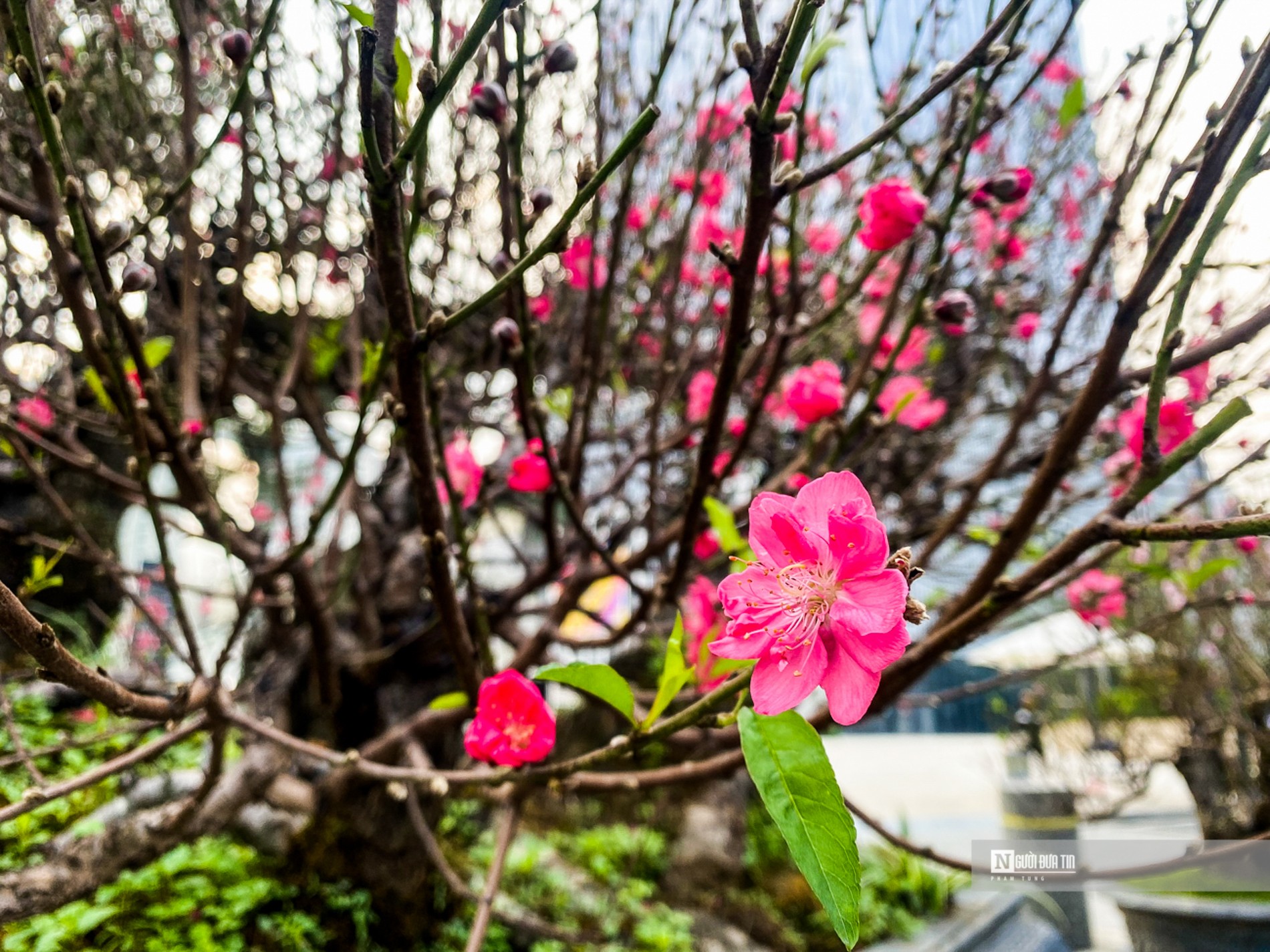 Với d&aacute;ng c&acirc;y đẹp, k&iacute;ch thước đặc biệt, c&acirc;y hoa đ&agrave;o nở rộ được đ&ocirc;ng đảo người chơi c&acirc;y quan t&acirc;m.