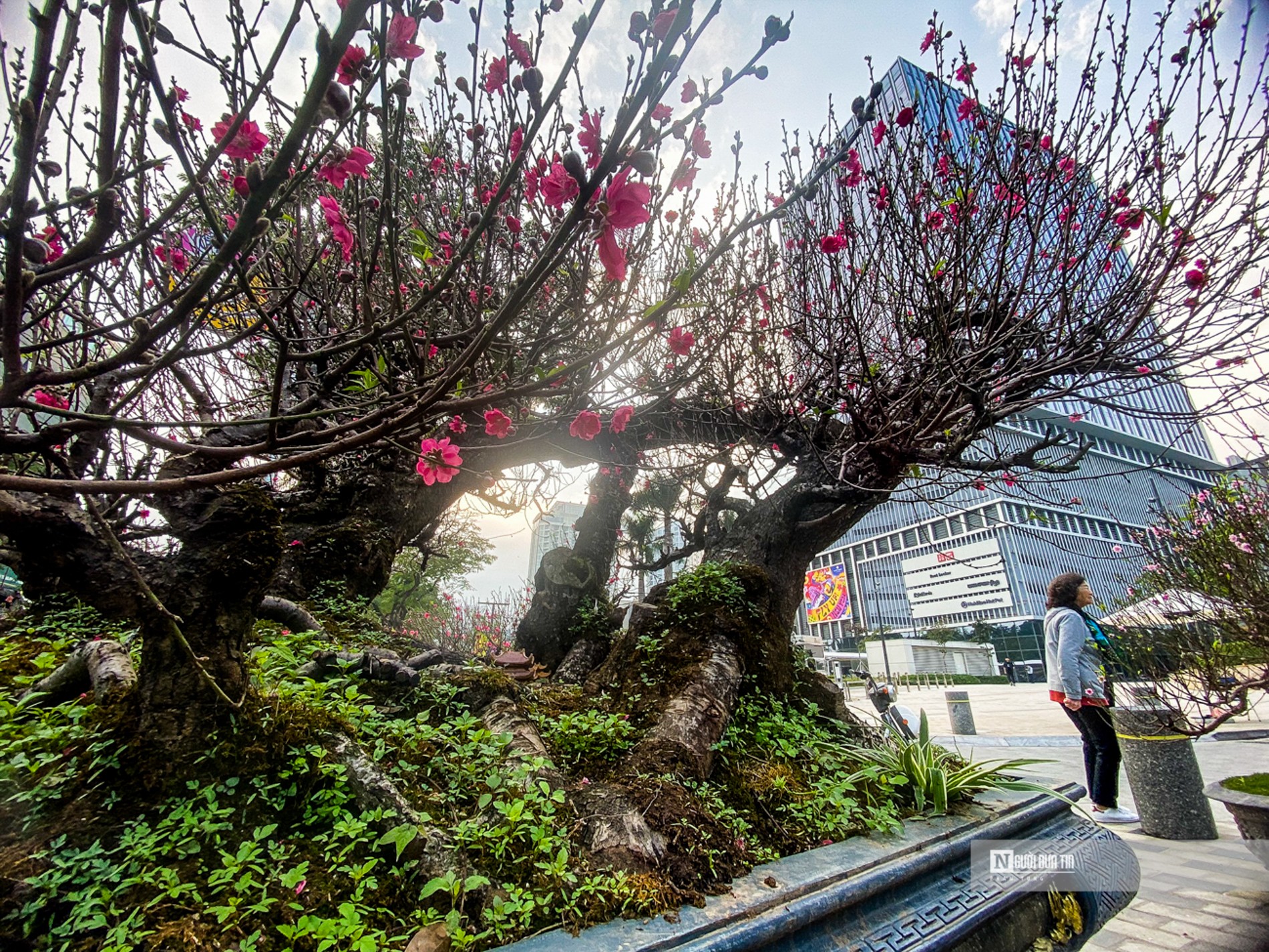 Chiều cao của c&acirc;y đ&agrave;o &aacute;ng chừng khoảng 2m, to&agrave;n bộ th&acirc;n đ&agrave;o tr&ecirc;n chậu lao về c&ugrave;ng một hướng, được v&iacute; như d&aacute;ng rồng bay.