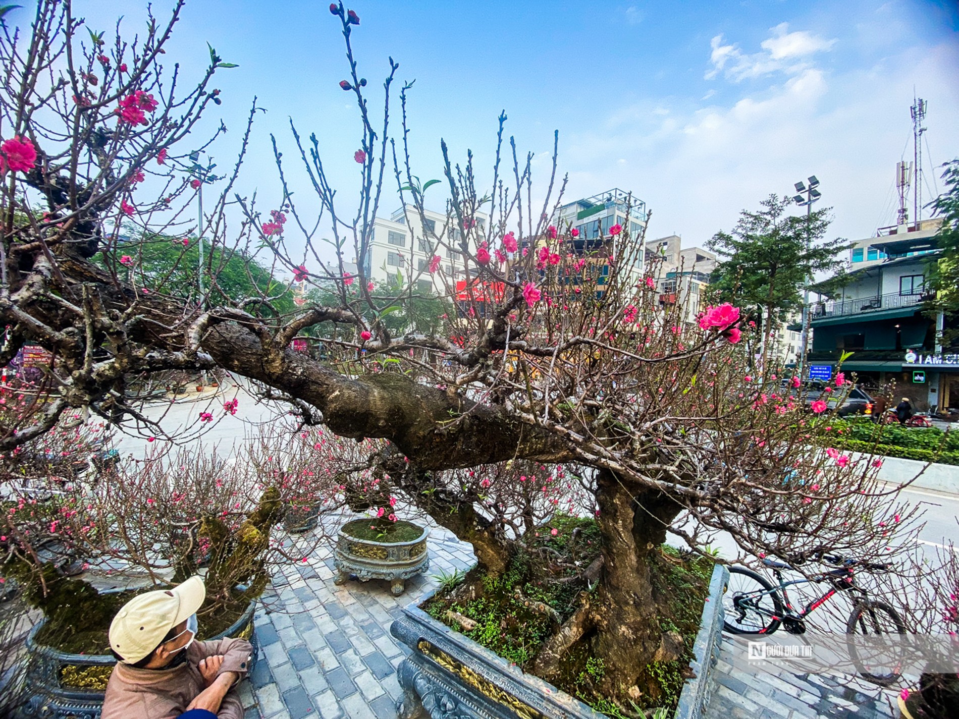 Giữa h&agrave;ng ngh&igrave;n c&acirc;y đ&agrave;o Nhật T&acirc;n được b&agrave;y b&aacute;n tr&ecirc;n phố Lạc Long Qu&acirc;n (quận T&acirc;y Hồ, H&agrave; Nội), c&acirc;y đ&agrave;o cổ thụ nổi bật, thu h&uacute;t rất nhiều kh&aacute;ch tới ngắm bởi k&iacute;ch thước khổng lồ.