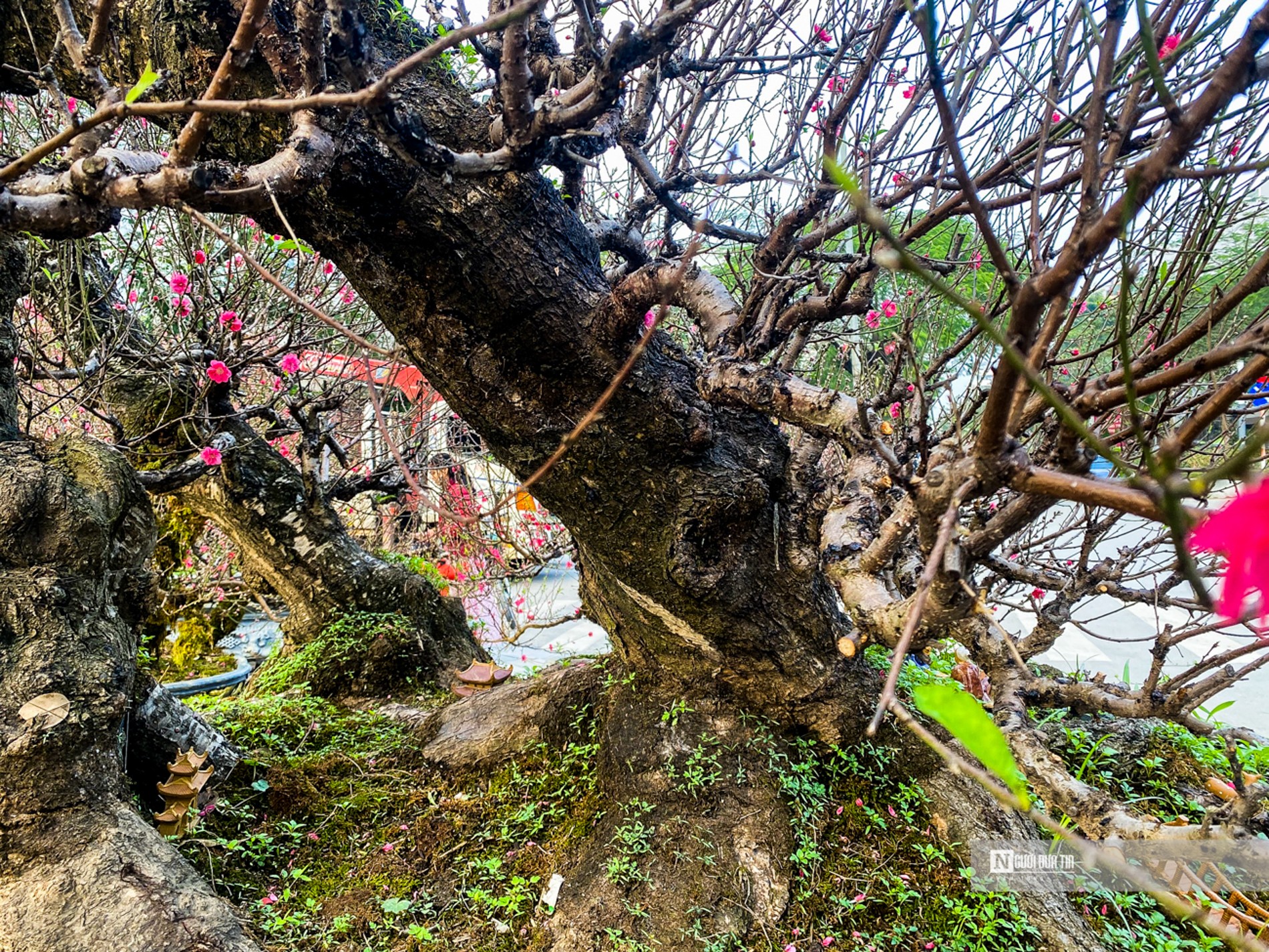 C&acirc;y đ&agrave;o c&oacute; 3 th&acirc;n lớn, x&ugrave; x&igrave;, r&ecirc;u mốc theo thời gian.