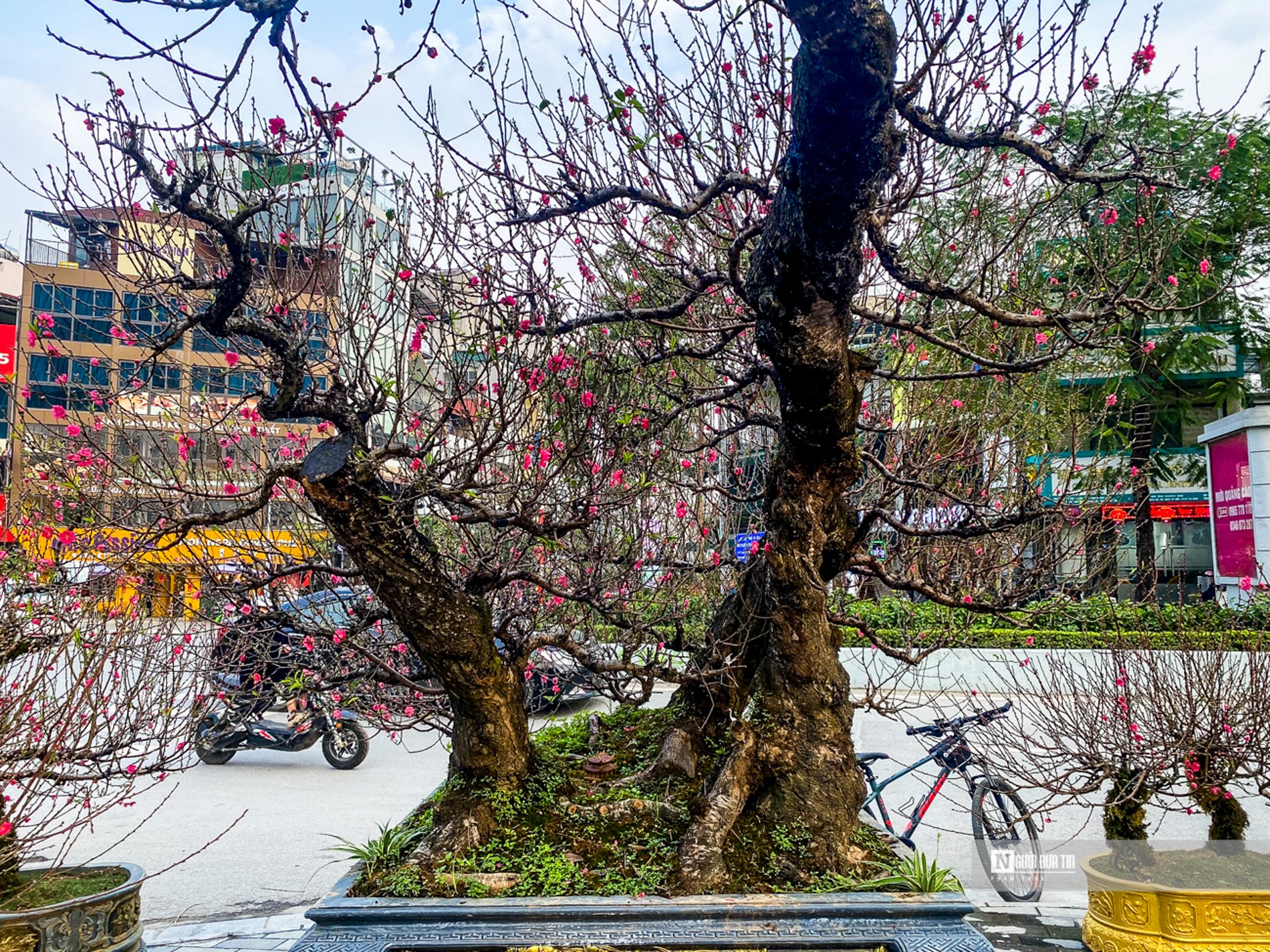 Sau đ&oacute;, c&acirc;y được đưa l&ecirc;n chậu v&agrave; gh&eacute;p mắt, gh&eacute;p c&agrave;nh đ&agrave;o Nhật T&acirc;n. &ldquo;Ban đầu c&acirc;y chỉ c&oacute; một gốc 2 th&acirc;n lớn. Sau đ&oacute; ch&uacute;ng t&ocirc;i mới trồng th&ecirc;m những th&acirc;n nhỏ kh&aacute;c, vừa để c&acirc;y đẹp hơn vừa để n&oacute; đứng chắc chắn hơn trong chậu", chị Lan Anh n&oacute;i.