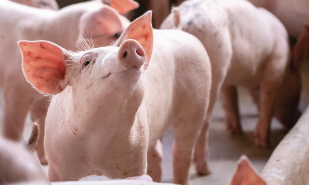 Nu&#244;i heo lấy l&#227;i: Người thu ngh&#236;n tỷ, kẻ chạm đ&#225;y lợi nhuận - Ảnh 1