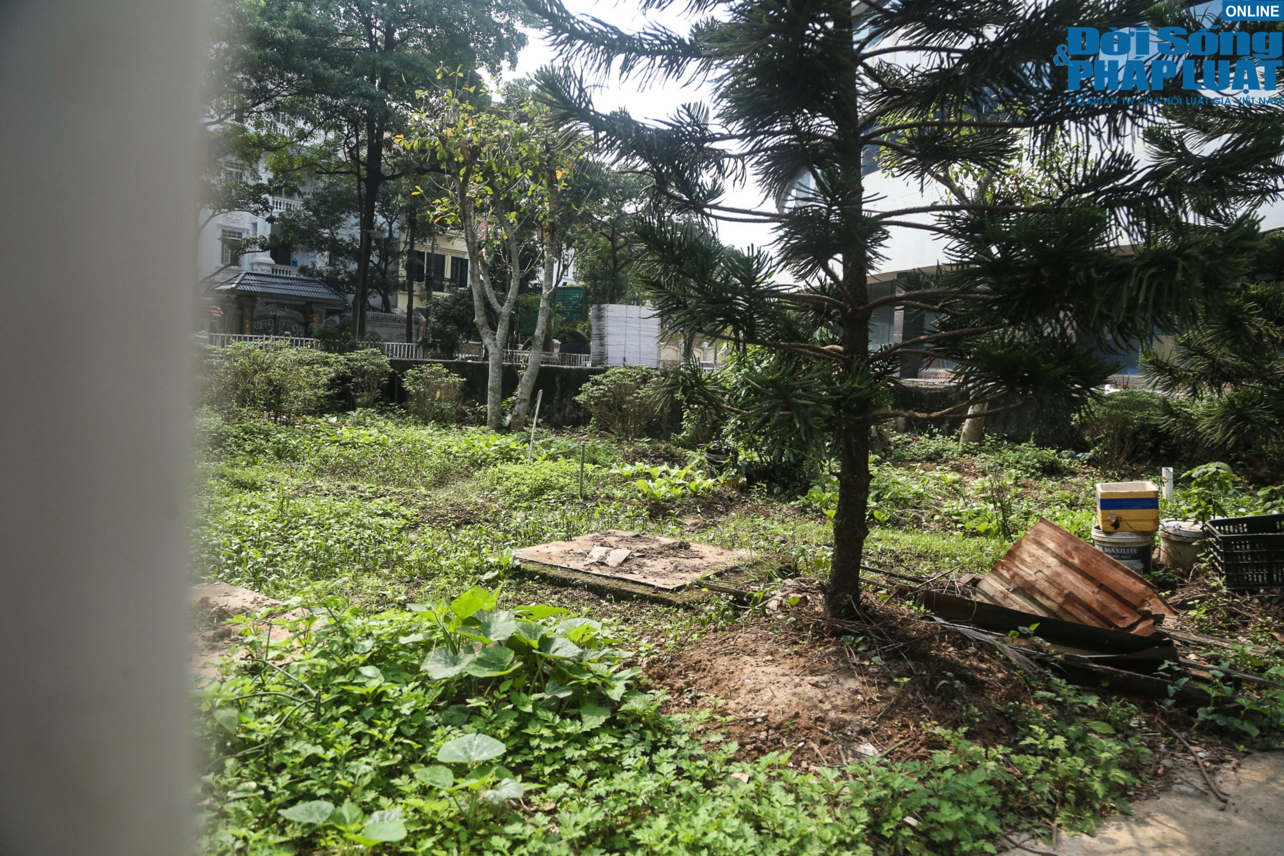 B&ecirc;n trong bệnh viện, một số &ocirc; đất được người d&acirc;n tận dụng l&agrave;m nơi trồng rau.