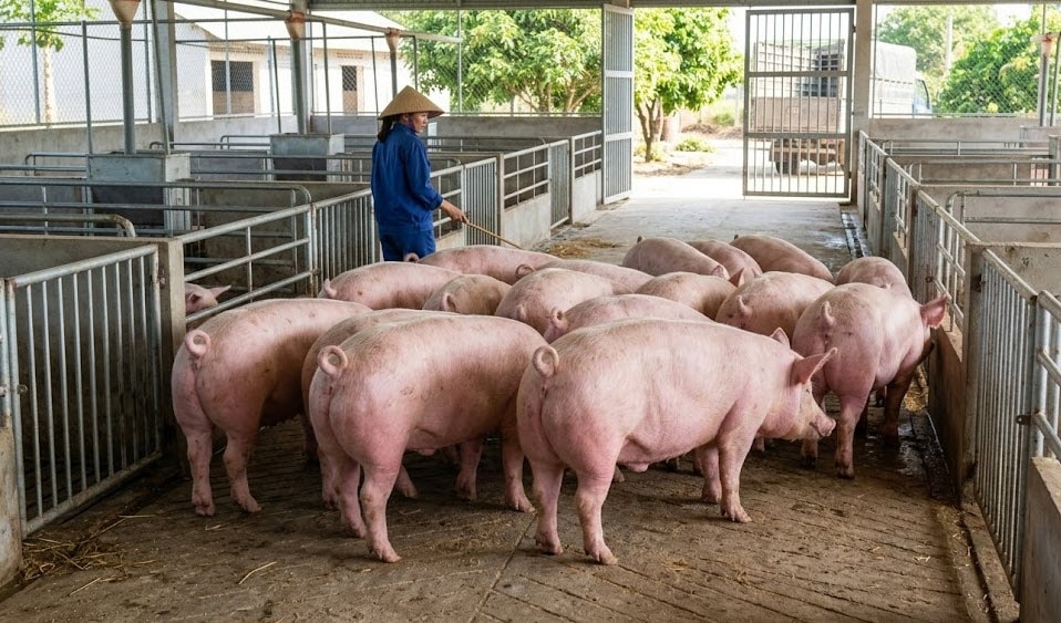 Gi&aacute; heo hơi h&ocirc;m nay 9/3/2026 - Ảnh minh họa