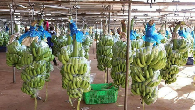 Mảng xuất khẩu chuối của HAG l&agrave; một trong những điểm s&aacute;ng nhất của ng&agrave;nh rau quả từ đầu năm đến nay