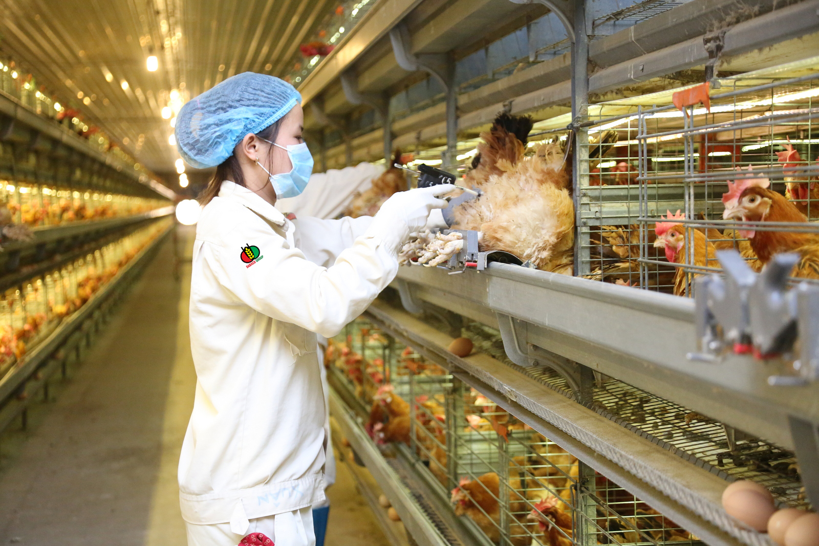 &nbsp;Dabaco&nbsp;cho biết sẽ tiếp tục thực hiện mục ti&ecirc;u chiến lược l&agrave; ph&aacute;t triển lĩnh vực n&ocirc;ng nghiệp - thực phẩm ứng dụng c&ocirc;ng nghệ cao theo chuỗi kh&eacute;p k&iacute;n 3F.