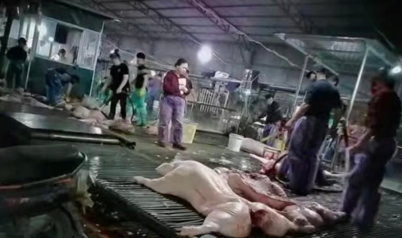 Vụ tuồn thịt lợn bệnh đưa v&agrave;o trường học g&acirc;y bức x&uacute;c, lo lắng