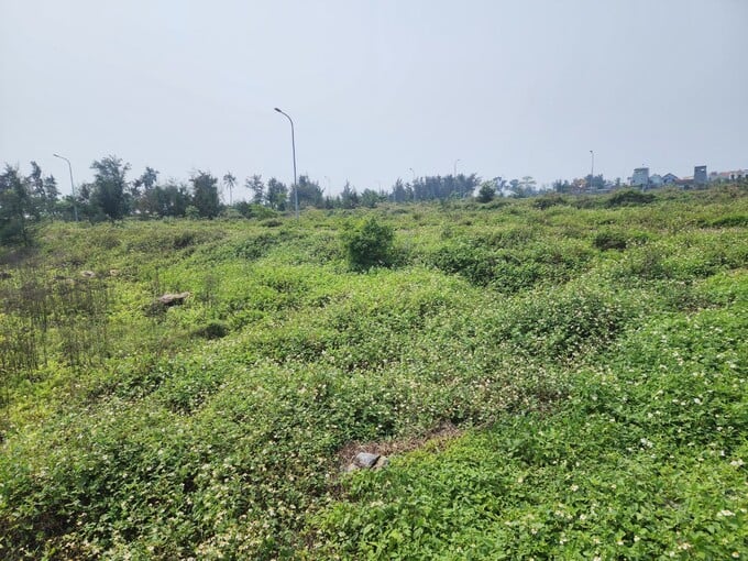 Nhiều vị tr&iacute; cỏ, c&acirc;y dại mọc um t&ugrave;m... biến những nơi đ&acirc;y l&agrave;m chỗ chăn, thả tr&acirc;u, b&ograve;.