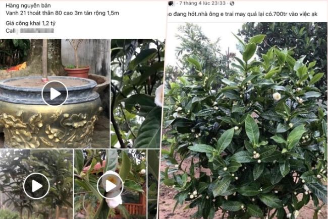 Bạch hải đường được ch&agrave;o b&aacute;n tr&ecirc;n c&aacute;c hội nh&oacute;m với mức gi&aacute; cao ngất ngưởng. Ảnh: VTC News