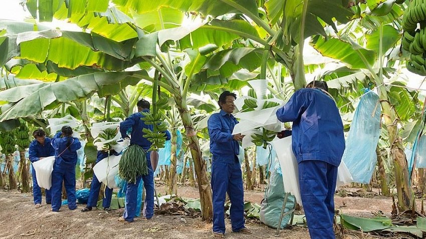 HAGL Agrico v&#224; tham vọng lợi nhuận trong năm 2022 - Ảnh 1