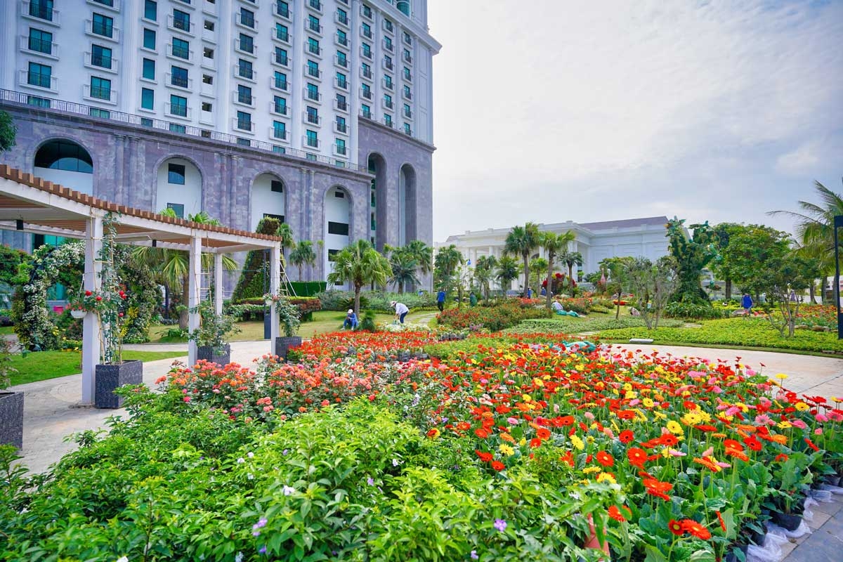 Ng&#224;n hoa khoe sắc tr&#234;n đồi cao tại Hạ Long thu h&#250;t du kh&#225;ch dịp 30/4 - Ảnh 1