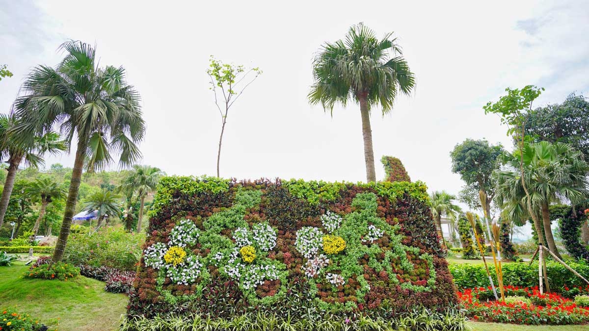 Ng&#224;n hoa khoe sắc tr&#234;n đồi cao tại Hạ Long thu h&#250;t du kh&#225;ch dịp 30/4 - Ảnh 8