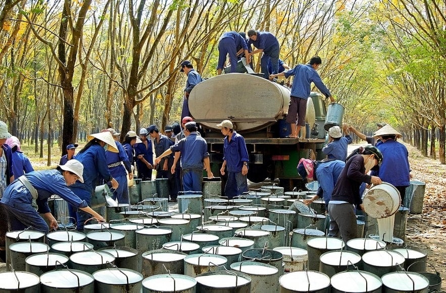 Do cổ phiếu GVR giảm mạnh, cổ đ&ocirc;ng của Tập đo&agrave;n Cao su Việt Nam đ&atilde; g&aacute;nh khoản thua lỗ l&ecirc;n đến 36.400 tỷ đồng chỉ sau 3 th&aacute;ng giao dịch.