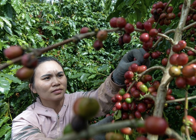 Gi&aacute; c&agrave; ph&ecirc; trong nước c&oacute; xu hướng giảm.