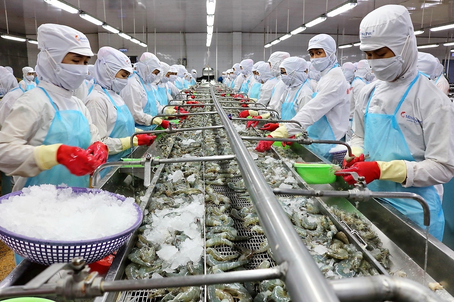 "Vua tôm" Minh Phú lãi quý I/2026 gấp 12,5 lần, hoàn thành gần 20% kế hoạch năm - Ảnh 1