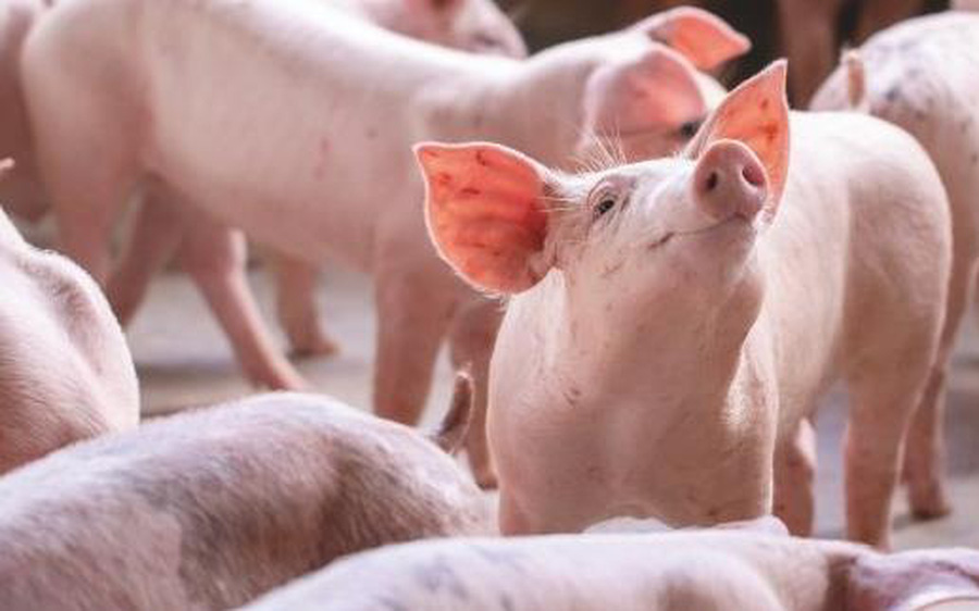 Kh&#243; khăn bủa v&#226;y ng&#224;nh chăn nu&#244;i lợn to&#224;n cầu - Ảnh 1