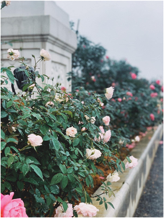 C&aacute;c hạng mục c&acirc;y xanh, hoa hồng được triển khai khắp c&aacute;c tuyến đường của dự &aacute;n