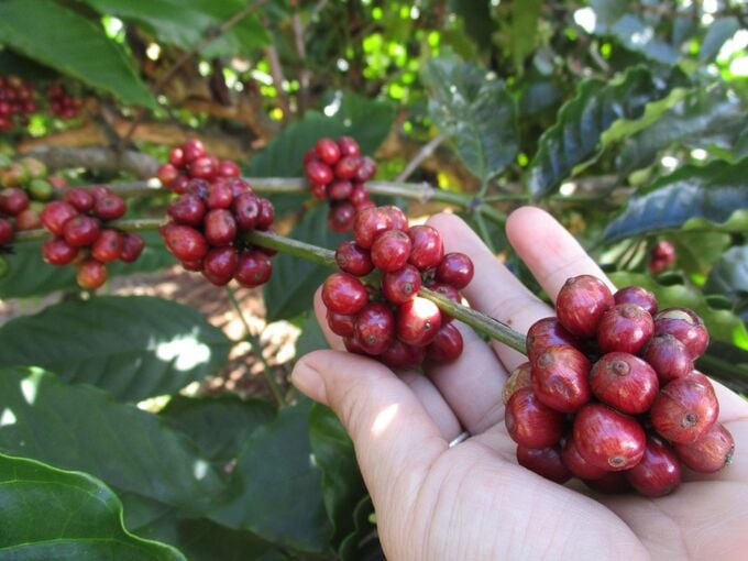 Gi&aacute; c&agrave; ph&ecirc; tăng, hồ ti&ecirc;u ổn định. (Ảnh minh họa)