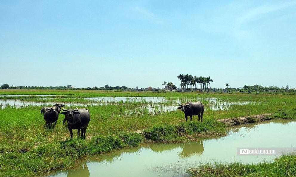 Dự &#225;n của WinEco chậm triển khai, hơn 83ha “bờ x&#244;i ruộng mật” nu&#244;i cỏ - Ảnh 1