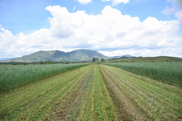 C&aacute;nh đồng yến mạch, bắp hữu cơ tại Trang trại b&ograve; sữa Lao-Jagro ở Xi&ecirc;ng Khoảng (L&agrave;o), ảnh chụp th&aacute;ng 5/2021. &nbsp;