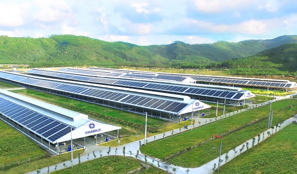 Trang trại Vinamilk Green Farm tại Quảng Ng&atilde;i c&oacute; quy m&ocirc; đ&agrave;n b&ograve; sữa 4000 con &nbsp;