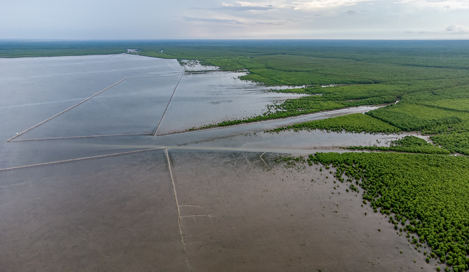 Thi&#234;n nhi&#234;n t&#225;i sinh kỳ diệu nơi c&#225;nh rừng Net Zero đất Mũi - Ảnh 10