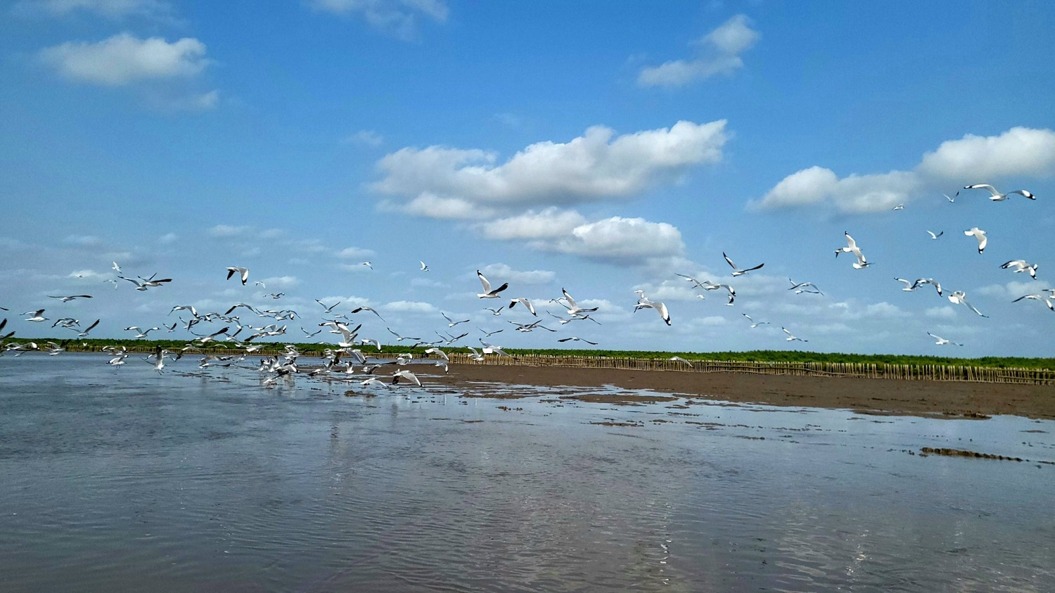 Thi&#234;n nhi&#234;n t&#225;i sinh kỳ diệu nơi c&#225;nh rừng Net Zero đất Mũi - Ảnh 4