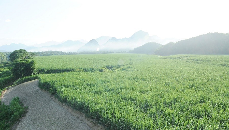 C&aacute;nh đồng nguy&ecirc;n liệu của M&iacute;a đường Lam Sơn.