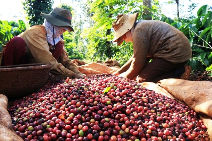 Gi&aacute; c&agrave; ph&ecirc; giảm mạnh, hồ ti&ecirc;u đi ngang.