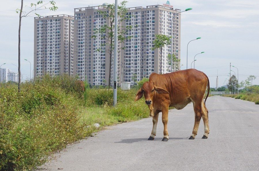 Thanh H&#243;a: Khu đất ngh&#236;n tỷ đấu gi&#225; khốc liệt bỗng th&#224;nh nơi...thả b&#242; - Ảnh 1
