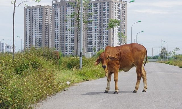 Thanh H&#243;a: Khu đất ngh&#236;n tỷ đấu gi&#225; khốc liệt bỗng th&#224;nh nơi...thả b&#242; - Ảnh 3