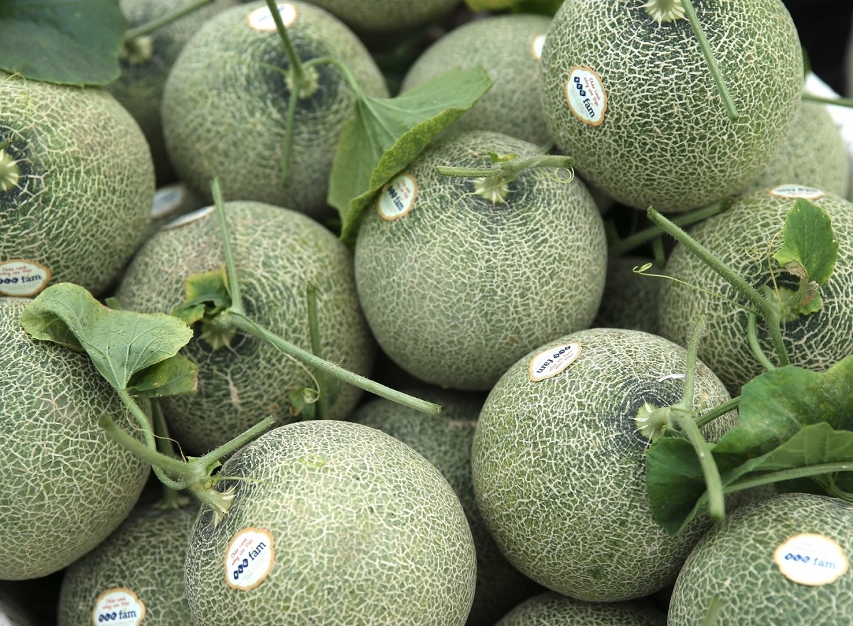 Dưa lưới được chuẩn bị để trao tặng tới đại diện c&aacute;c hộ d&acirc;n x&atilde; Vĩnh Thịnh &nbsp;