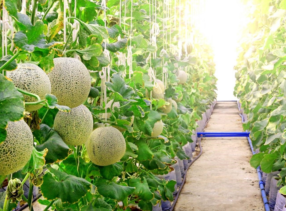 Canh t&aacute;c dưa lưới tại một trang trại của FLC FAM &nbsp;