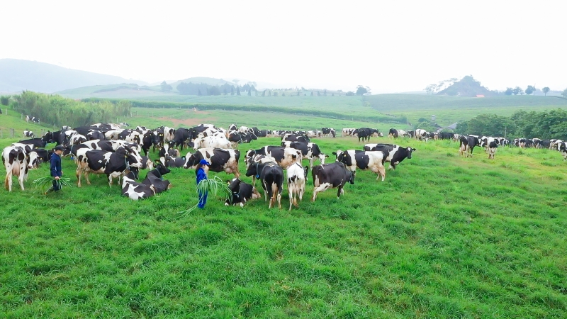 Với việc kết hợp m&ocirc; h&igrave;nh trang trại chăn nu&ocirc;i b&ograve; sữa c&ocirc;ng nghệ cao c&ugrave;ng du lịch sinh th&aacute;i, h&agrave;i h&ograve;a với m&ocirc;i trường tự nhi&ecirc;n.