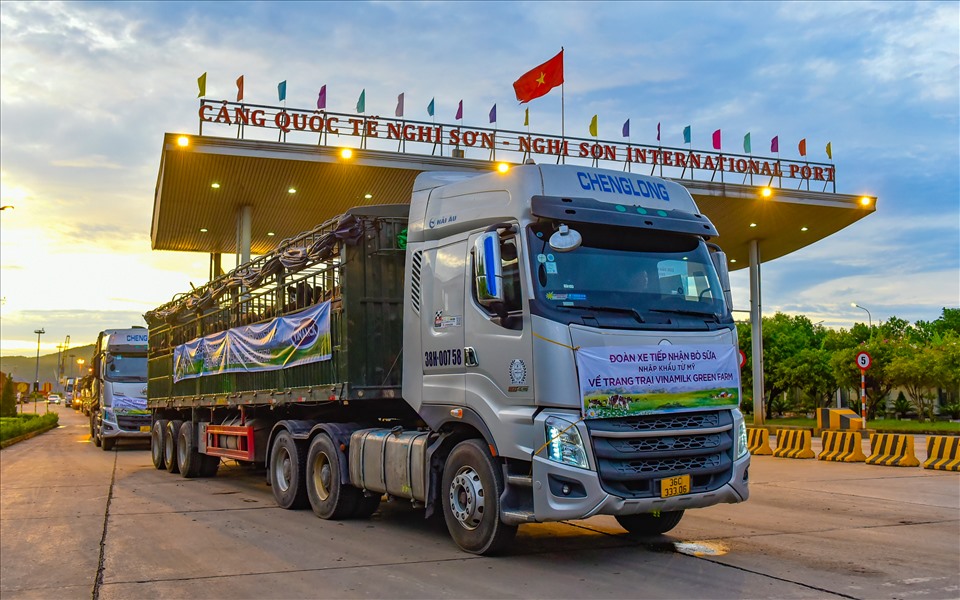 H&agrave;ng chục chuyến xe tải c&ugrave;ng c&aacute;c nh&acirc;n vi&ecirc;n trang trại l&agrave;m việc xuy&ecirc;n đ&ecirc;m đến s&aacute;ng để vận chuyển c&aacute;c c&ocirc; b&ograve; về đến trang trại một c&aacute;ch an to&agrave;n v&agrave; nhanh ch&oacute;ng nhất.