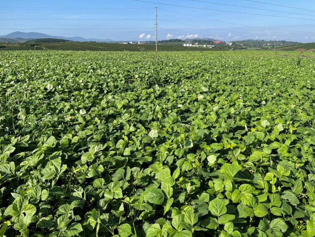 Việc trồng lu&acirc;n canh c&acirc;y họ đậu cũng g&oacute;p phần gi&uacute;p đất trồng trong c&aacute;c trang trại Vinamilk Đ&agrave; Lạt th&ecirc;m m&agrave;u mỡ