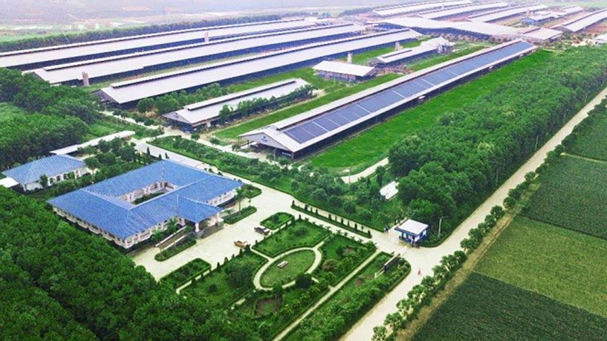 Hệ thống trang trại sinh th&aacute;i Vinamilk Green Farm được x&acirc;y dựng tại T&acirc;y Ninh, Quảng Ng&atilde;i, Thanh H&oacute;a với quy m&ocirc; đ&agrave;n b&ograve; sữa 20.000 con