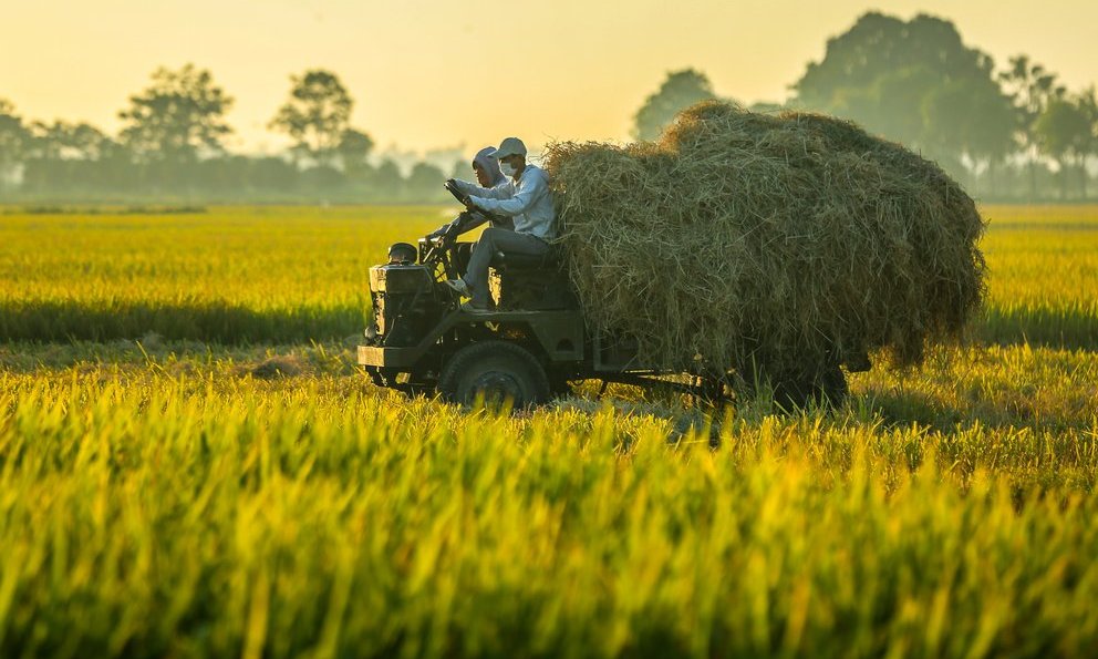 Thị trường nông sản tuần qua: Giá gạo, cà phê trái chiều - Ảnh 1